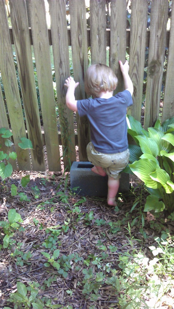 Exploring the new back yard